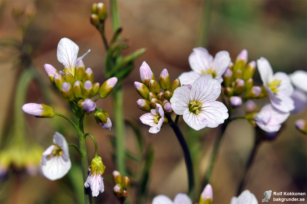 Äkta ängsbräsma Cardamine pratensis subsp. pratensis