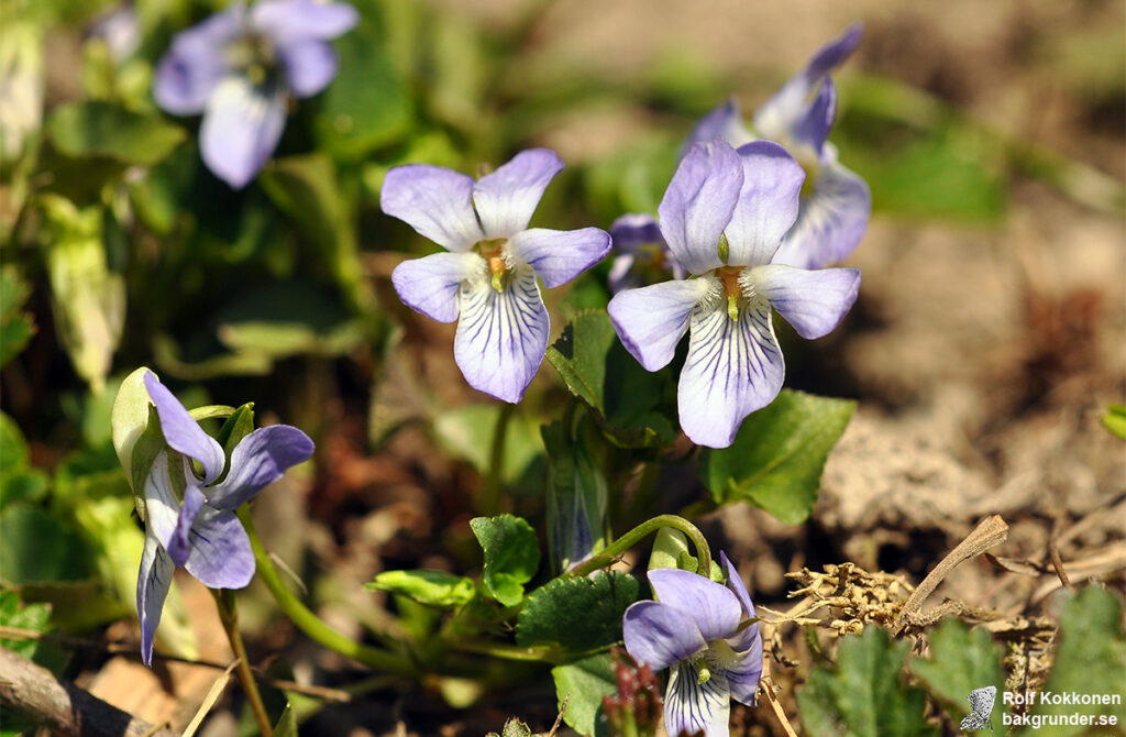 Äkta ängsviol Viola canina subsp. canina