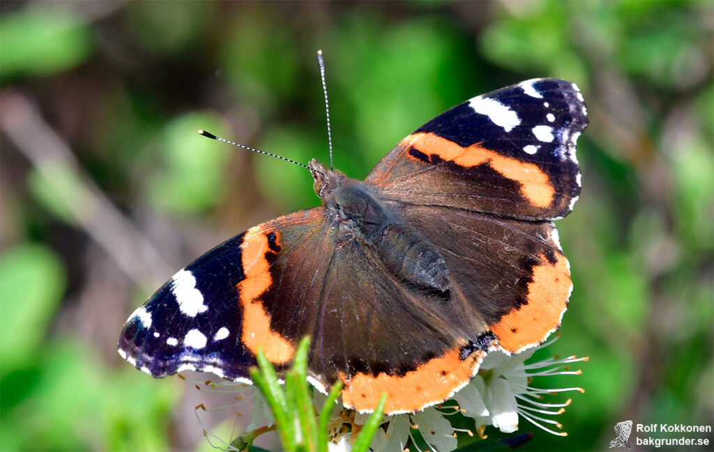 Amiral Vanessa atalanta