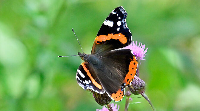 Amiral Vanessa atalanta