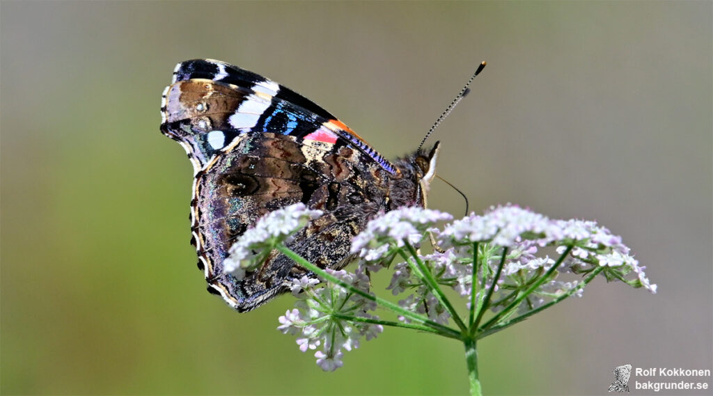 Amiral Vanessa atalanta