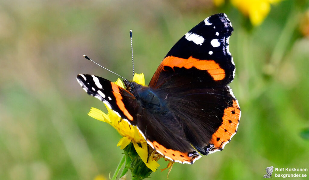 Amiral Vanessa atalanta