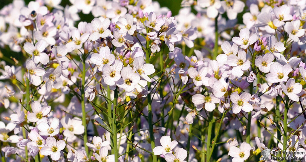 Ängsbräsma Cardamine pratensis