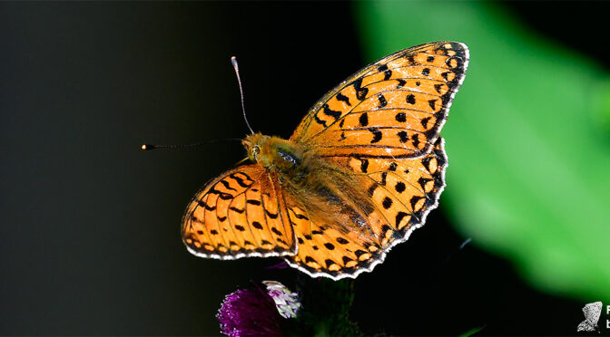 Ängspärlemorfjäril Argynnis Speyeria aglaja