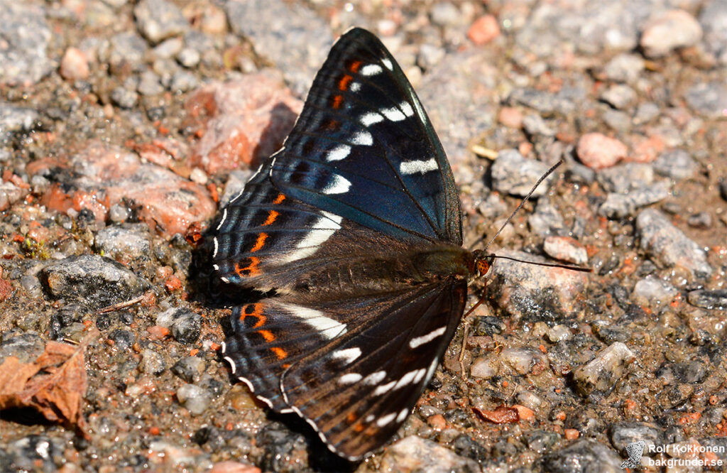 Aspfjäril Limenitis populi