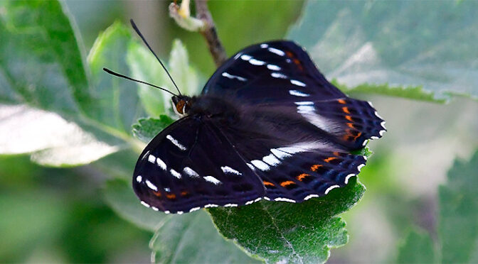 Aspfjäril Limenitis populi