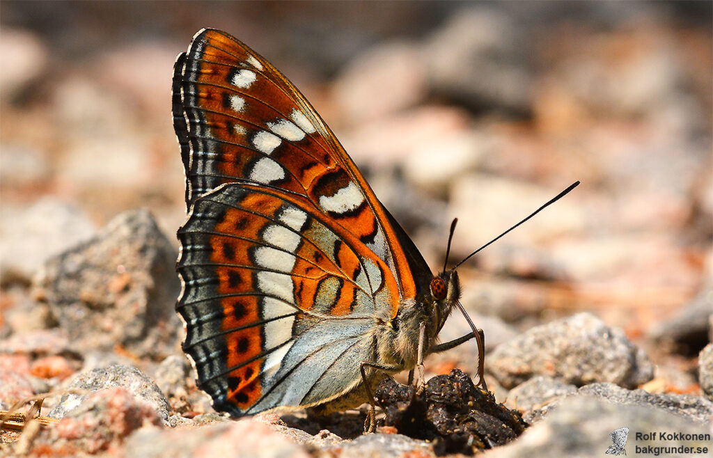 Aspfjäril Limenitis populi