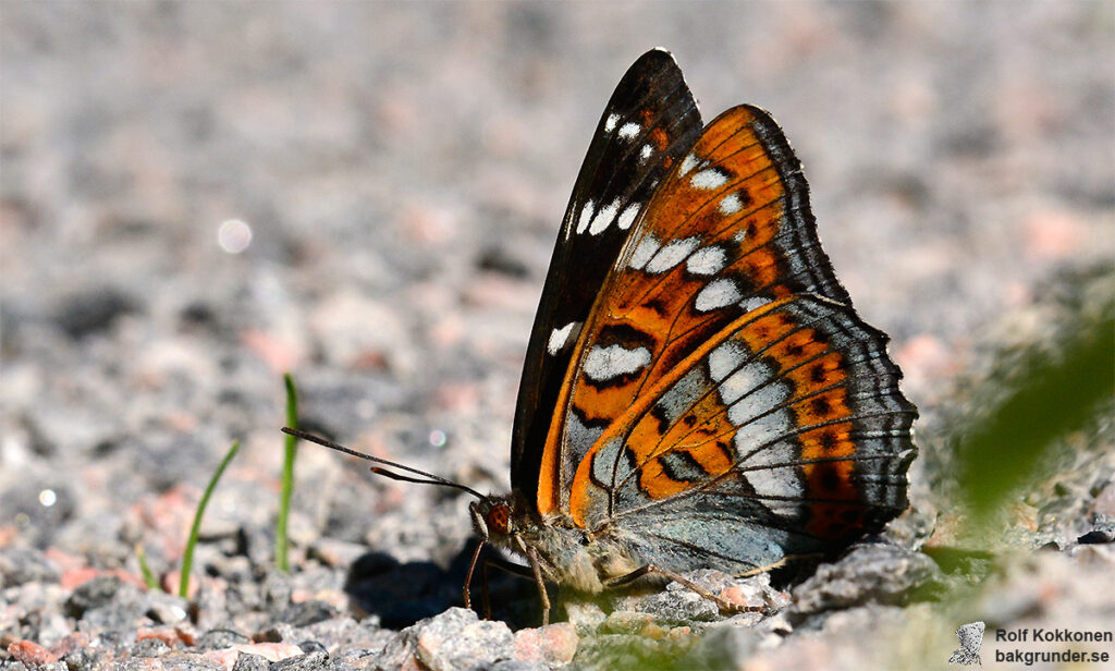 Aspfjäril Limenitis populi