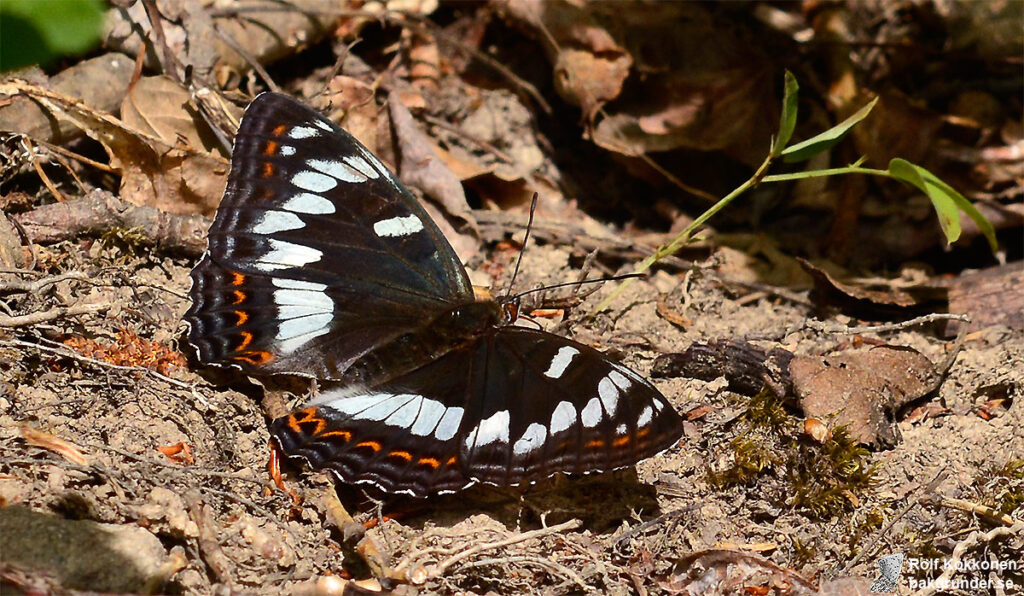 Aspfjäril Limenitis populi