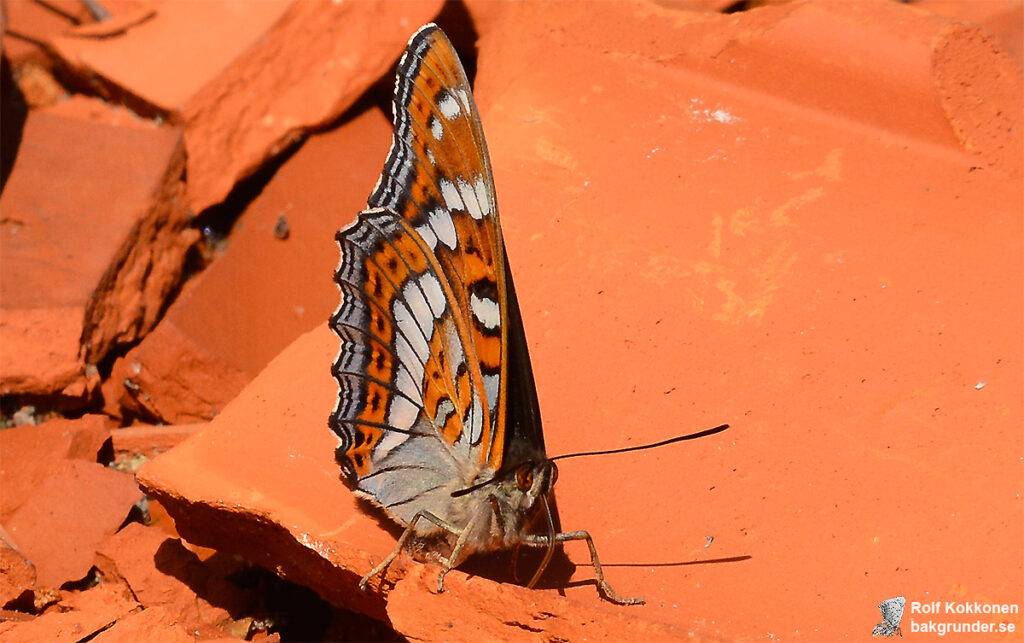 Aspfjäril Limenitis populi