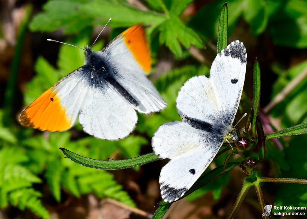 Aurorafjäril Anthocharis cardamines Hane och hona