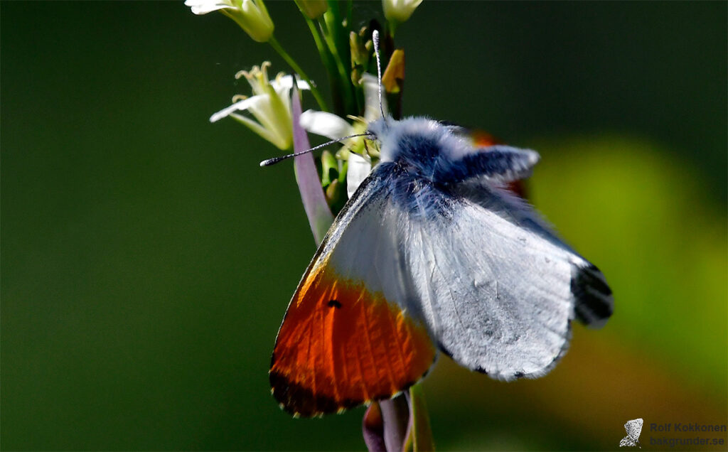 Aurorafjäril Anthocharis cardamines Hane