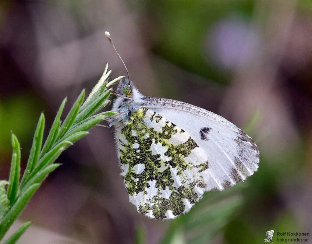 Aurorafjäril Anthocharis cardamines Hona