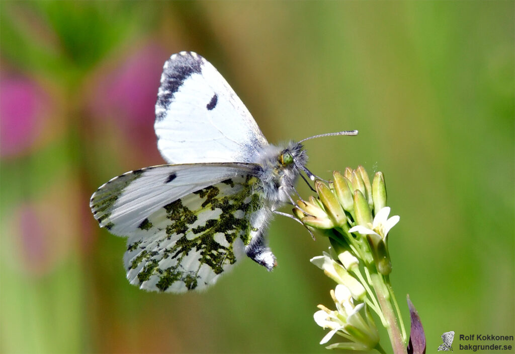 Aurorafjäril Anthocharis cardamines Hona