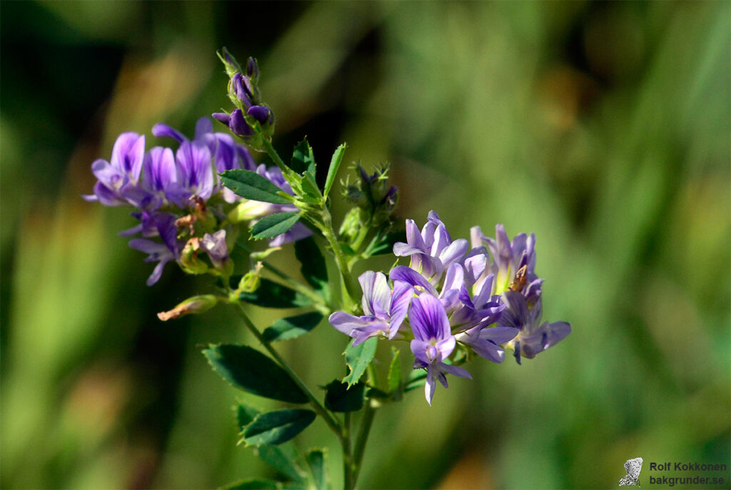 Blålusern Medicago sativa subsp. sativa