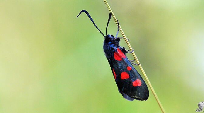 Bredbrämad bastardsvärmare Zygaena lonicerae