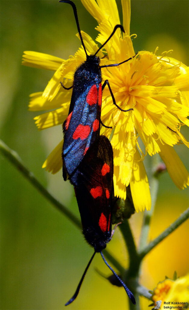 Bredbrämad bastardsvärmare Zygaena lonicerae Paring