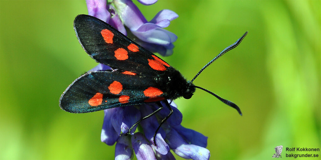 Bredbrämad bastardsvärmare Zygaena lonicerae