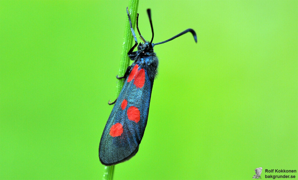 Bredbrämad bastardsvärmare Zygaena lonicerae