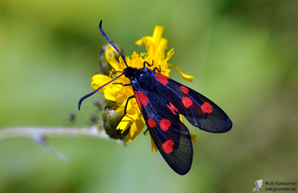 Bredbrämad bastardsvärmare Zygaena lonicerae