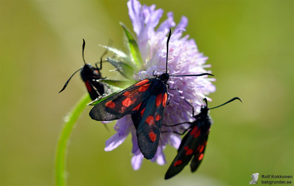 Bredbrämad bastardsvärmare Zygaena lonicerae