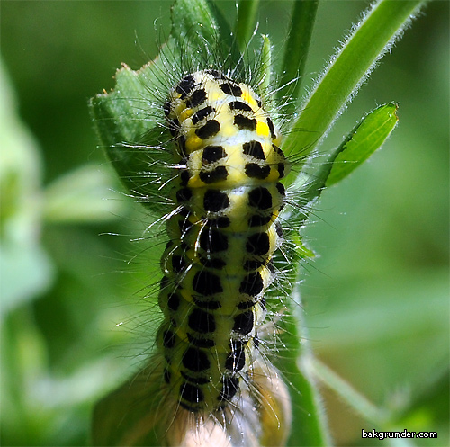 Bredbrämad bastardsvärmare Zygaena lonicerae Larv