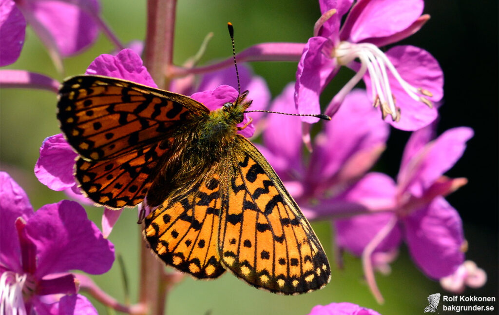 Brunfläckig pärlemorfjäril Boloria selene