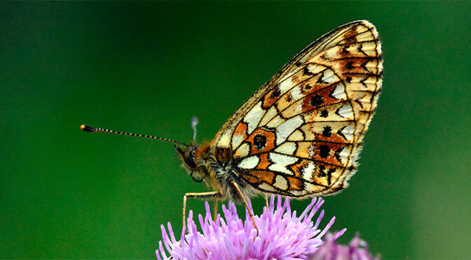 Brunfläckig pärlemorfjäril Boloria selene