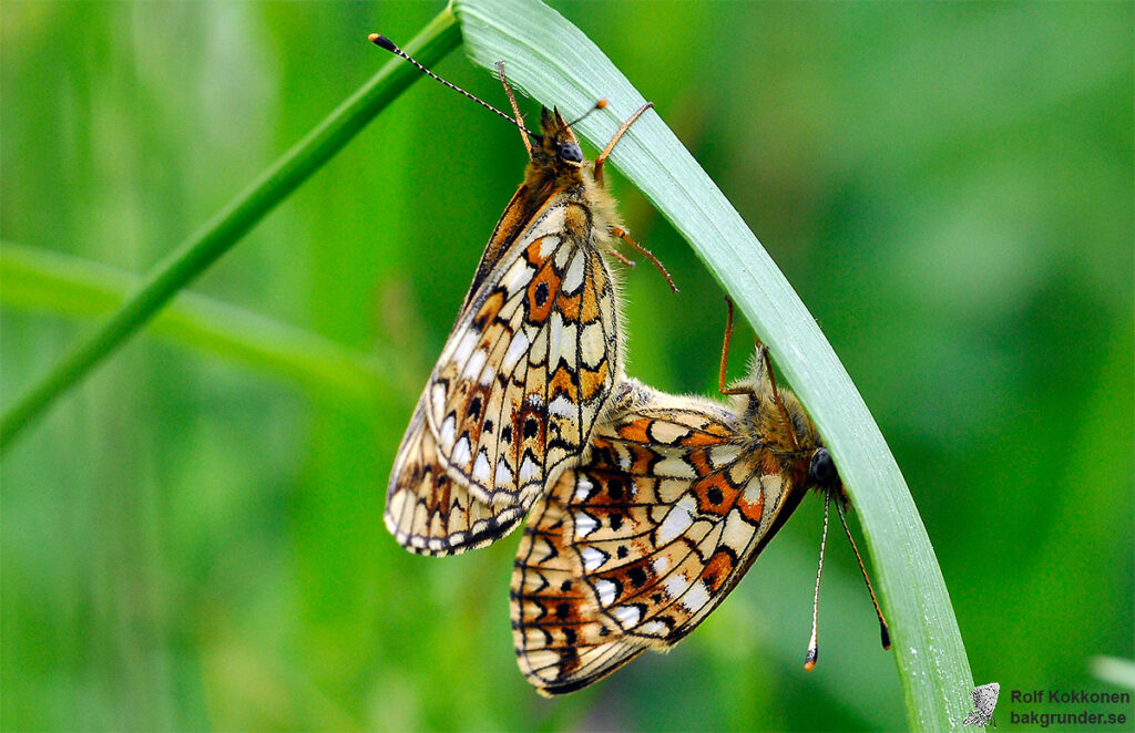 Brunfläckig pärlemorfjäril Boloria selene Parning