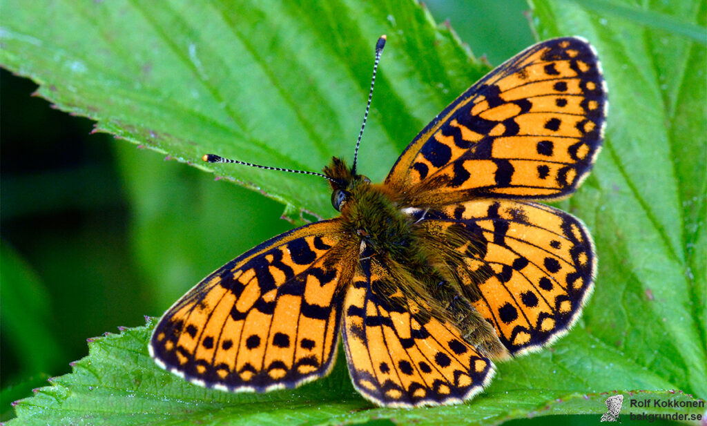 Brunfläckig pärlemorfjäril Boloria selene