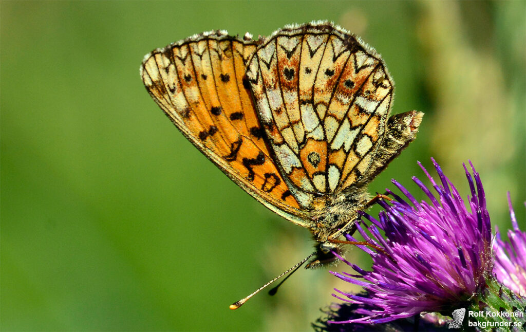 Brunfläckig pärlemorfjäril Boloria selene