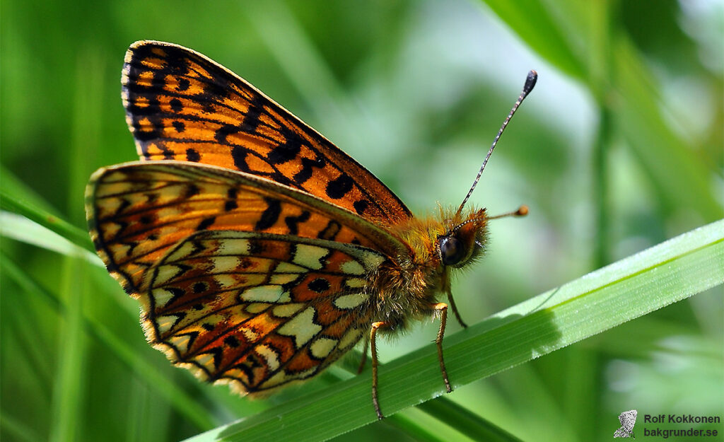 Brunfläckig pärlemorfjäril Boloria selene