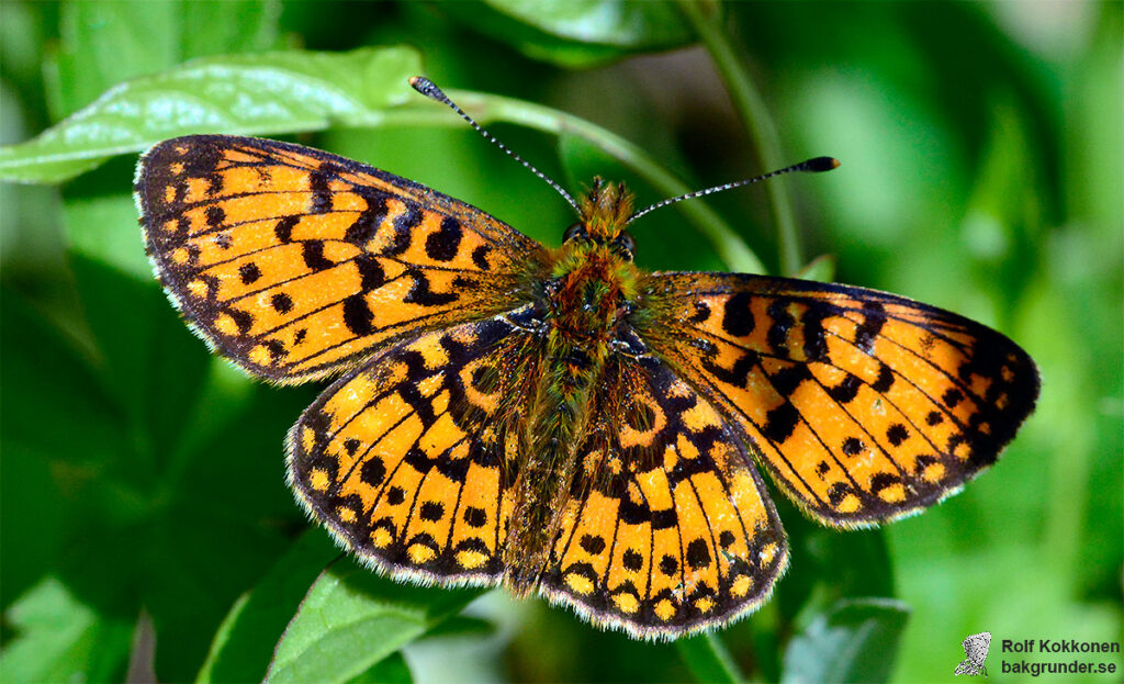 Brunfläckig pärlemorfjäril Boloria selene