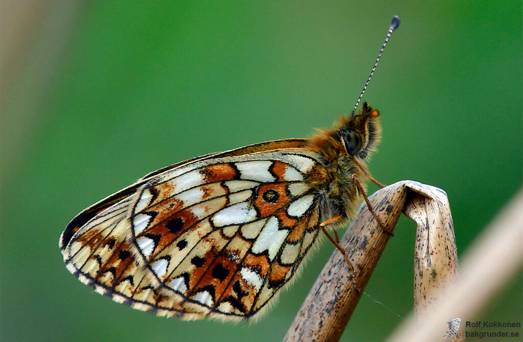 Brunfläckig pärlemorfjäril Boloria selene