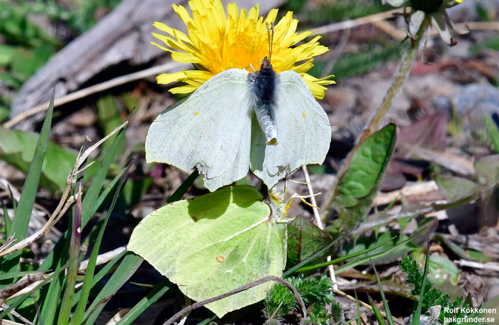 Citronfjärilar Gonepteryx rhamni Hane&hona