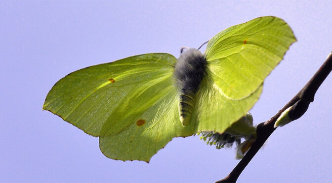 Citronfjäril Gonepteryx rhamni