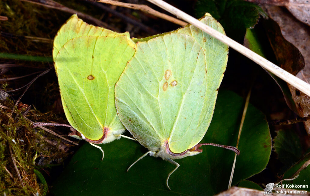 Citronfjäril Gonepteryx rhamni Parning