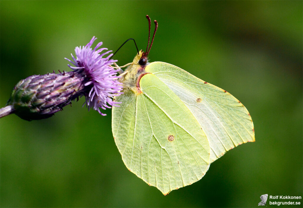 Citronfjäril Gonepteryx rhamni