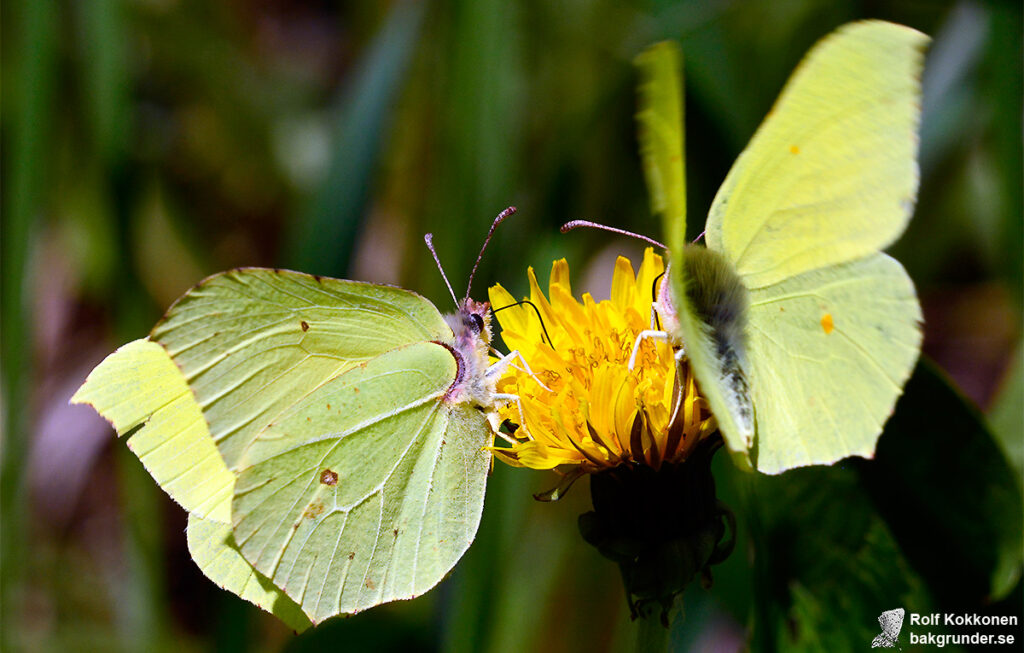 Citronfjäril Gonepteryx rhamni