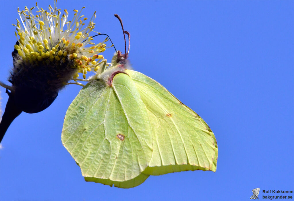 Citronfjäril Gonepteryx rhamni