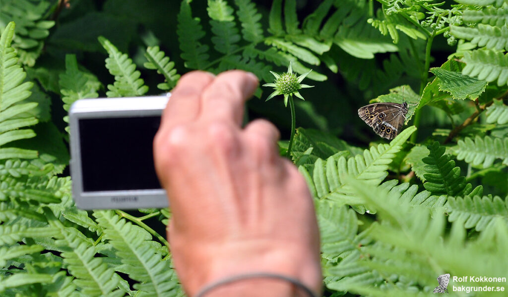 Dårgräsfjäril Lopinga achine Fjärilsfotograf