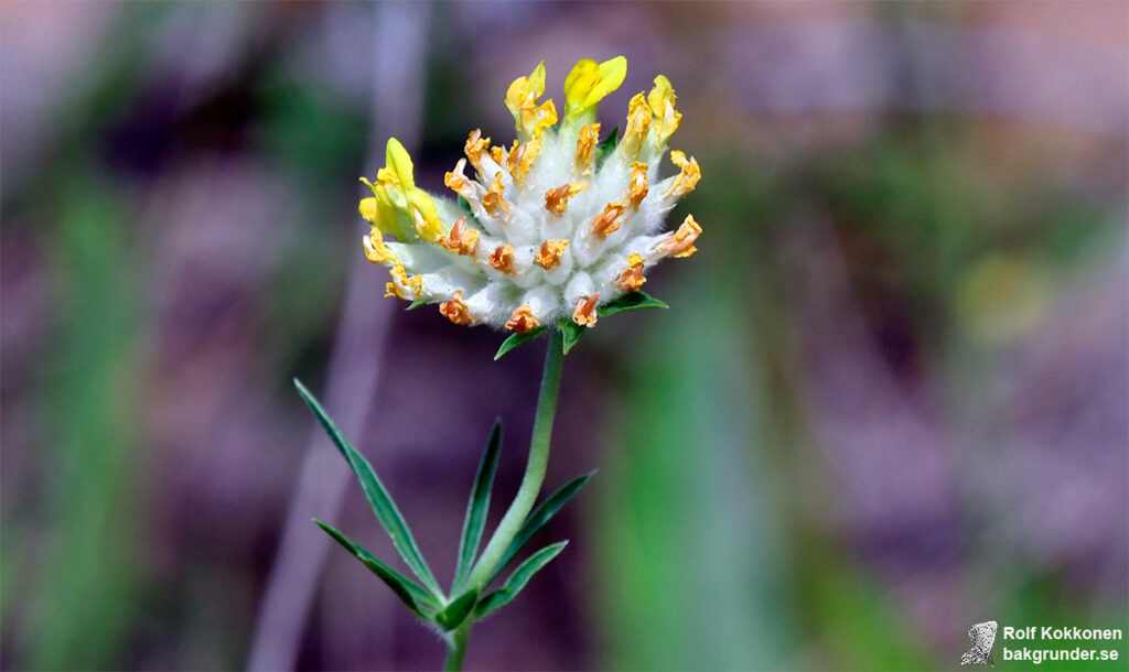 Getväppling Anthyllis vulneraria