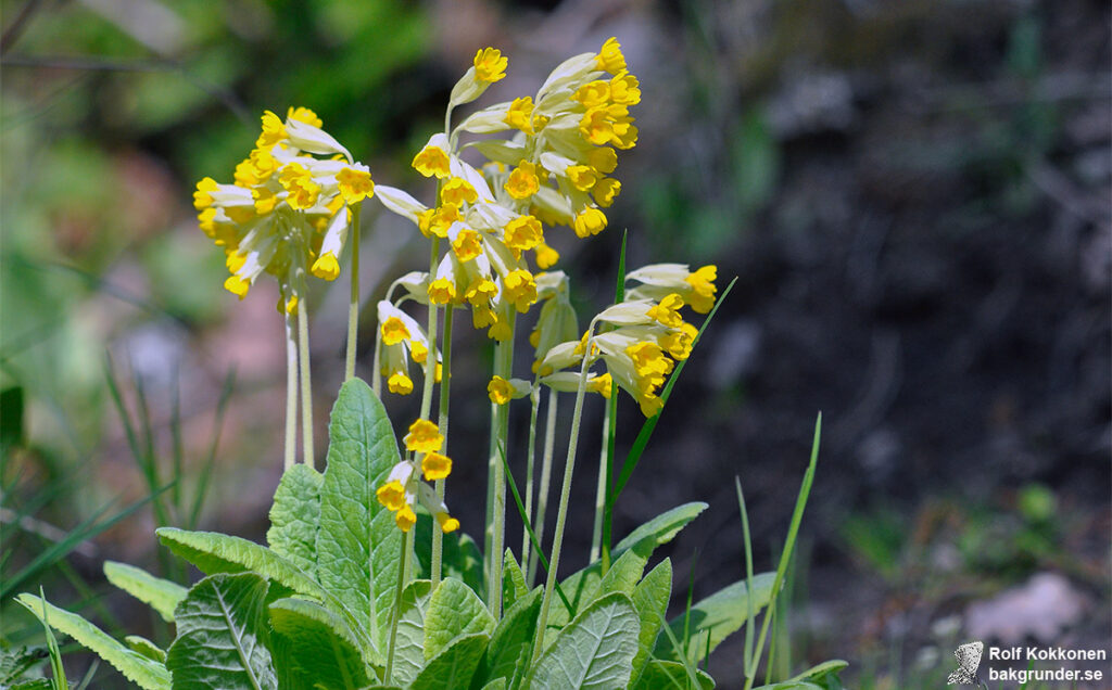 Gullviva Primula veris