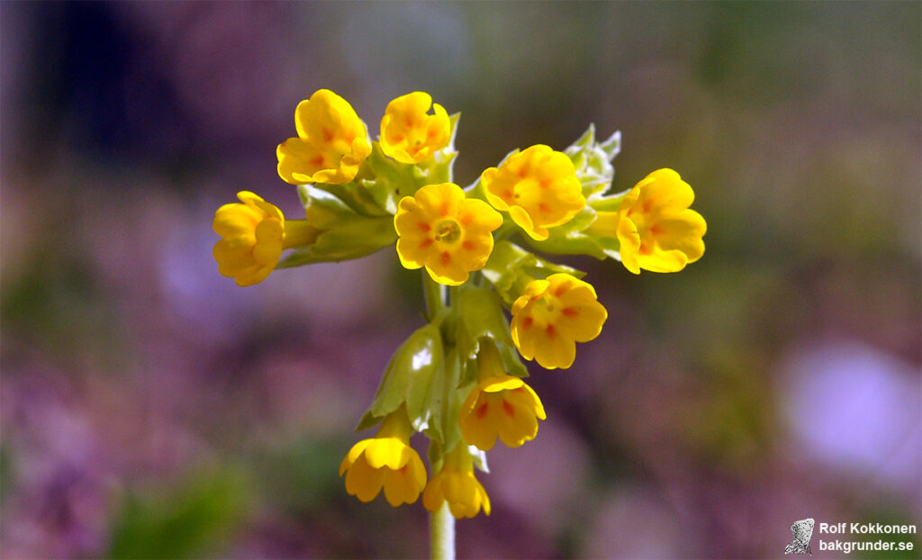 Gullviva Primula veris