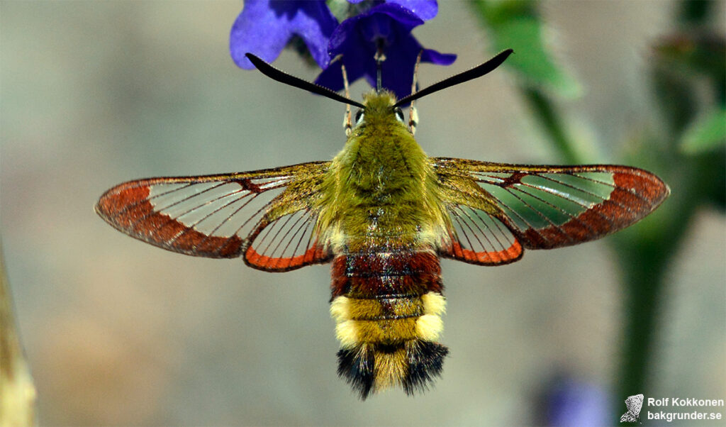 Humledagsvärmare Hemaris fuciformis