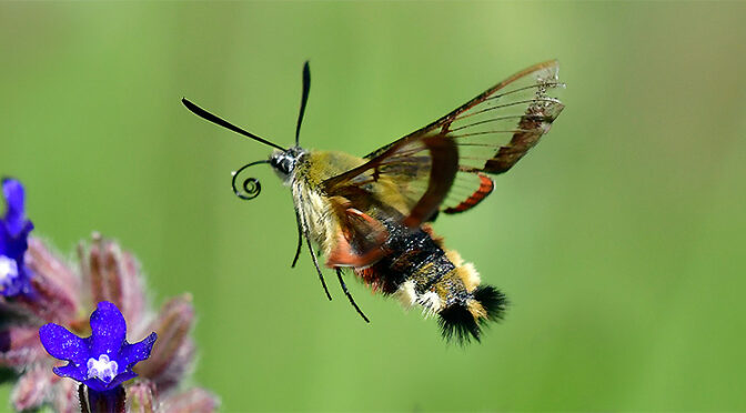 Humledagsvärmare Hemaris fuciformis