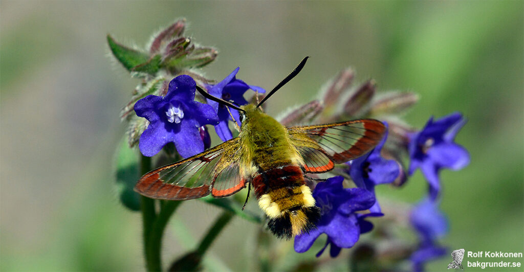 Humledagsvärmare Hemaris fuciformis