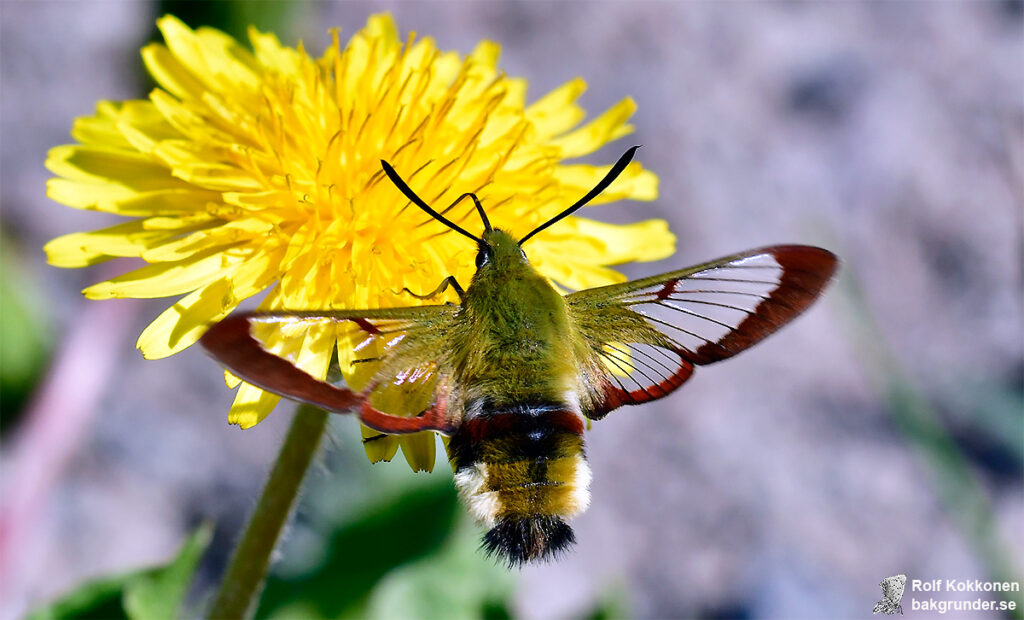 Humledagsvärmare Hemaris fuciformis