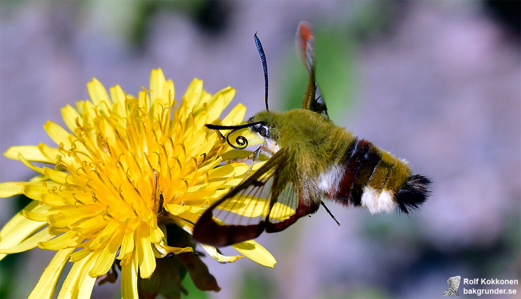 Humledagsvärmare Hemaris fuciformis