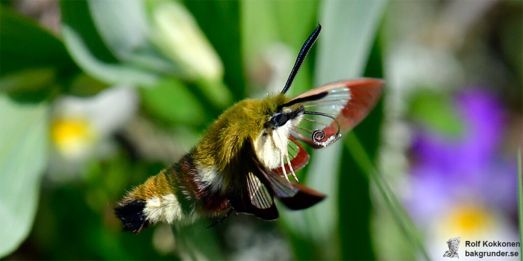 Humledagsvärmare Hemaris fuciformis